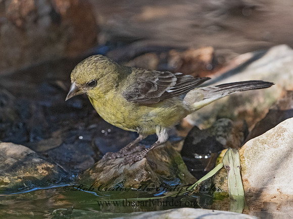 Spinus psaltria  LESSER GOLDFINCH 3040921