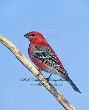 Pinicola enucleator  PINE GROSBEAK 141812
