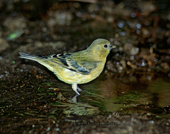 Spinus psaltria  LESSER GOLDFINCH 127624