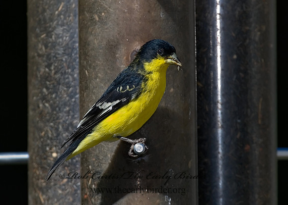Spinus psaltria  LESSER GOLDFINCH 7006613