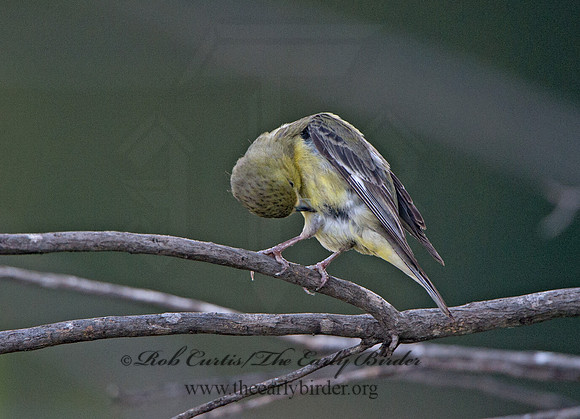 Spinus psaltria  LESSER GOLDFINCH 9057782
