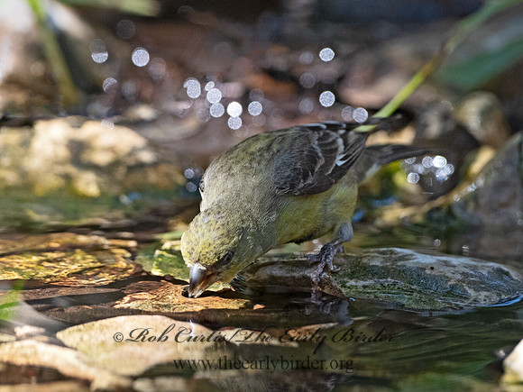 Spinus psaltria  LESSER GOLDFINCH 3040461