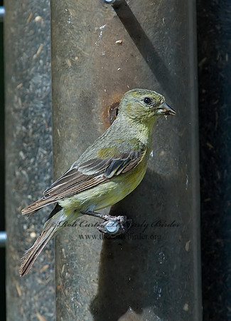 Spinus psaltria  LESSER GOLDFINCH 7006619