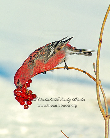 Pinicola enucleator  PINE GROSBEAK 141905a