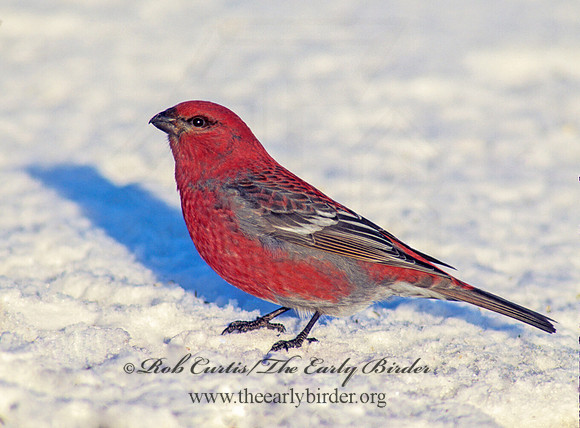 Pinicola enucleator  PINE GROSBEAK 141917