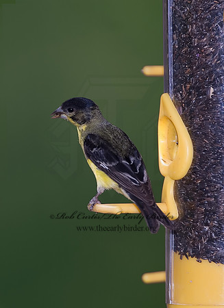 Spinus psaltria  LESSER GOLDFINCH 7006851