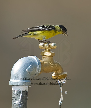Spinus psaltria  LESSER GOLDFINCH 7007375