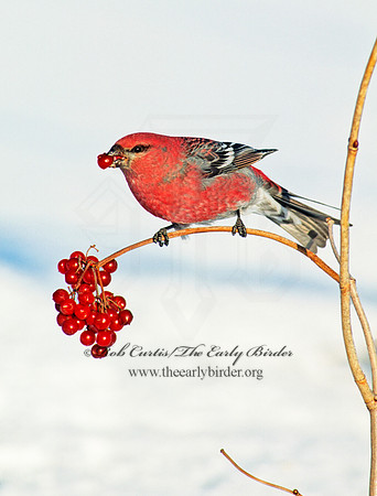 Pinicola enucleator  PINE GROSBEAK 141906a