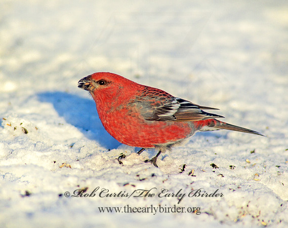 Pinicola enucleator  PINE GROSBEAK 141918