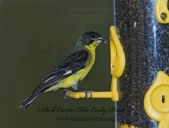 Spinus psaltria  LESSER GOLDFINCH 7006869s
