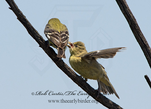 Spinus psaltria  LESSER GOLDFINCH 9057710