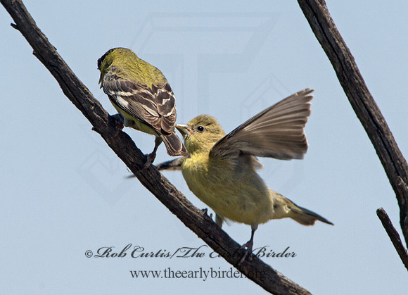 Spinus psaltria  LESSER GOLDFINCH 9057715