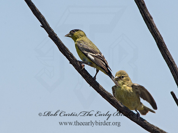 Spinus psaltria  LESSER GOLDFINCH 9057707+