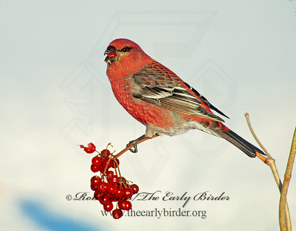 Pinicola enucleator  PINE GROSBEAK 141922