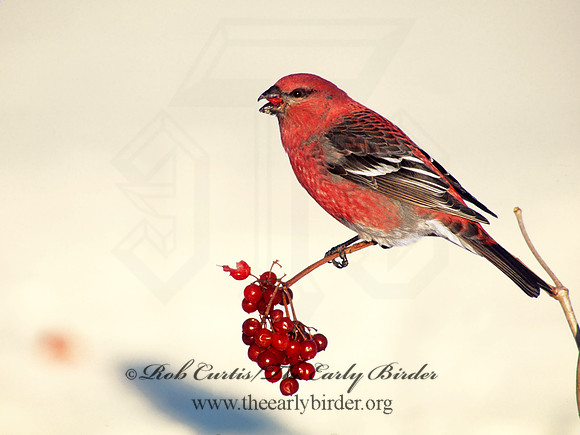 Pinicola enucleator  PINE GROSBEAK 141923a CURTIS