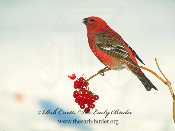Pinicola enucleator  PINE GROSBEAK 141925a