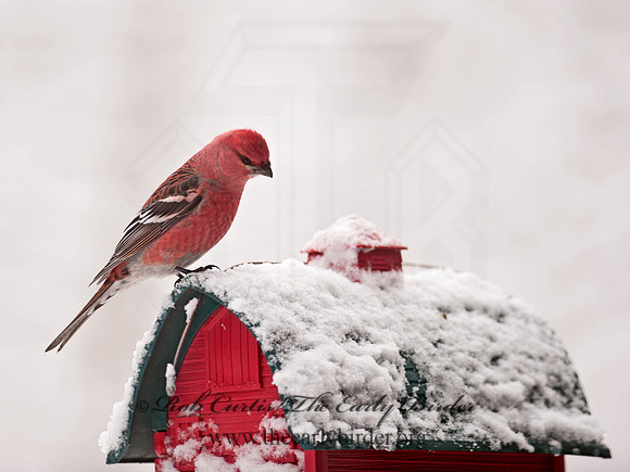 Pinicola enucleator  PINE GROSBEAK 8030720