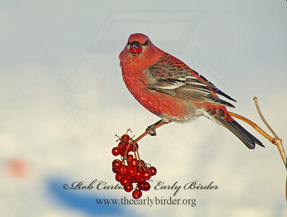 Pinicola enucleator  PINE GROSBEAK 141926a