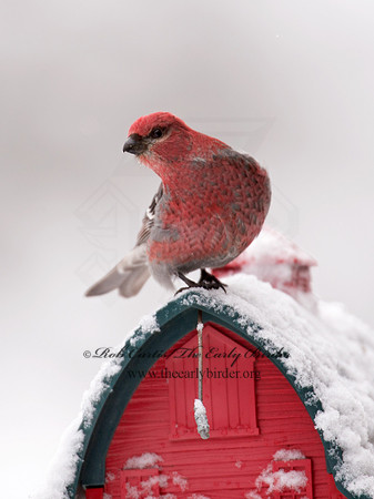 Pinicola enucleator  PINE GROSBEAK 9008440