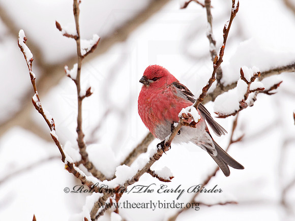 Pinicola enucleator  PINE GROSBEAK 9008436