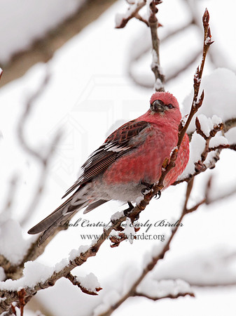 Pinicola enucleator  PINE GROSBEAK 9008439