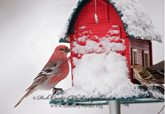 Pinicola enucleator  PINE GROSBEAK 9008447