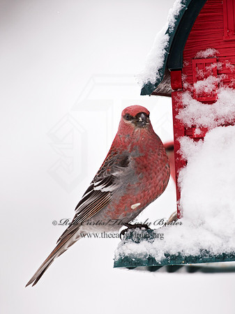 Pinicola enucleator  PINE GROSBEAK 9008453