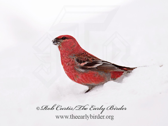 Pinicola enucleator  PINE GROSBEAK 9008462