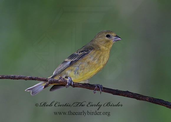 Spinus psaltria  LESSER GOLDFINCH 7006648