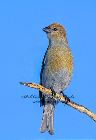 Pinicola enucleator  PINE GROSBEAK 141009