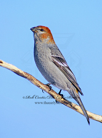 Pinicola enucleator  PINE GROSBEAK 141007
