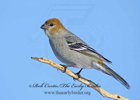 Pinicola enucleator  PINE GROSBEAK 141017
