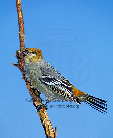 Pinicola enucleator  PINE GROSBEAK 141331