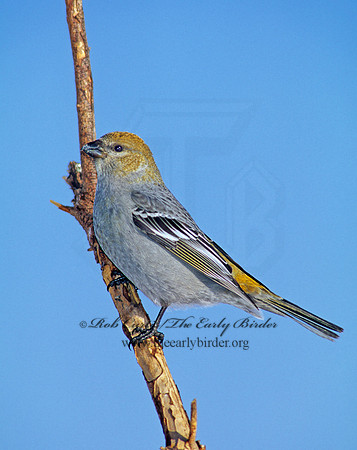 Pinicola enucleator  PINE GROSBEAK 141329