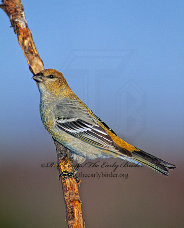 Pinicola enucleator  PINE GROSBEAK 141408