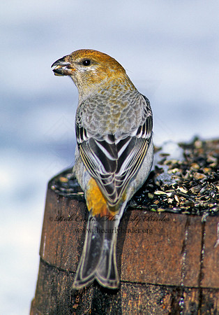 Pinicola enucleator  PINE GROSBEAK 141528