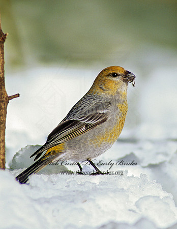 Pinicola enucleator  PINE GROSBEAK 141716
