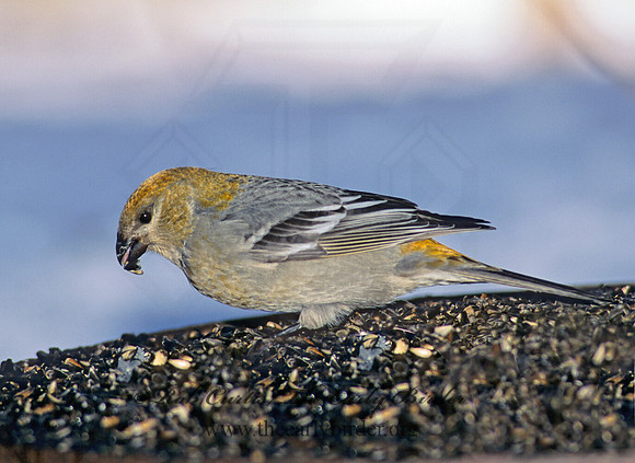 Pinicola enucleator  PINE GROSBEAK 141533