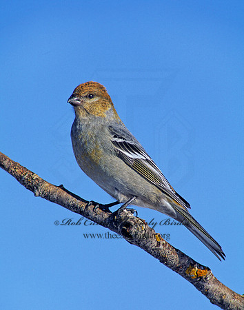Pinicola enucleator  PINE GROSBEAK 141724