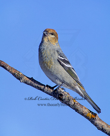 Pinicola enucleator  PINE GROSBEAK 141727