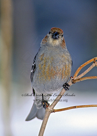 Pinicola enucleator  PINE GROSBEAK 142007