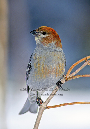 Pinicola enucleator  PINE GROSBEAK 142009