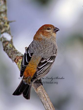 Pinicola enucleator  PINE GROSBEAK 142013