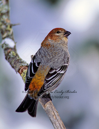 Pinicola enucleator  PINE GROSBEAK 142014