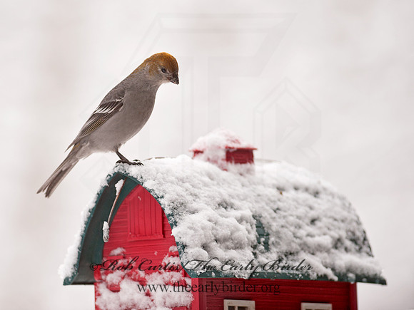 Pinicola enucleator  PINE GROSBEAK 8030717