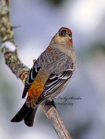 Pinicola enucleator  PINE GROSBEAK 142018