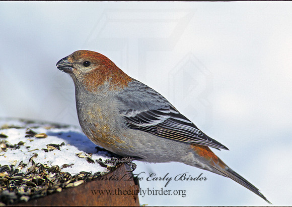 Pinicola enucleator  PINE GROSBEAK 142222