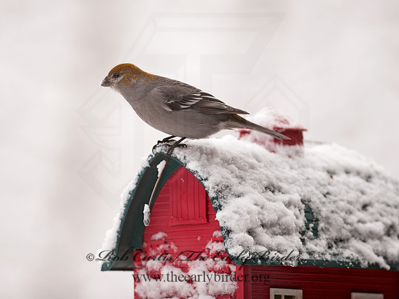 Pinicola enucleator  PINE GROSBEAK 8030719