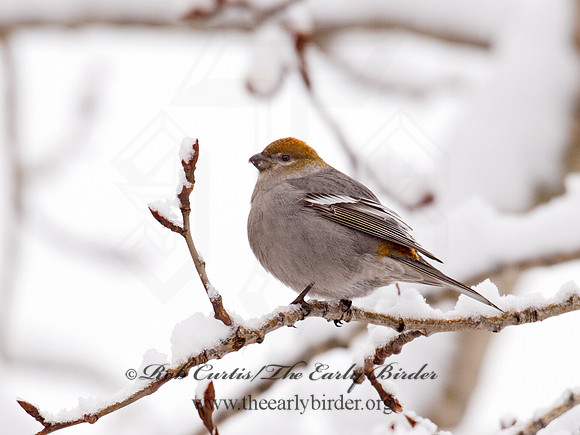 Pinicola enucleator  PINE GROSBEAK 9008434