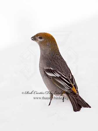 Pinicola enucleator  PINE GROSBEAK 9008451